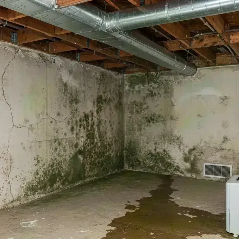 Professional Mold Removal in Sudden Valley, WA